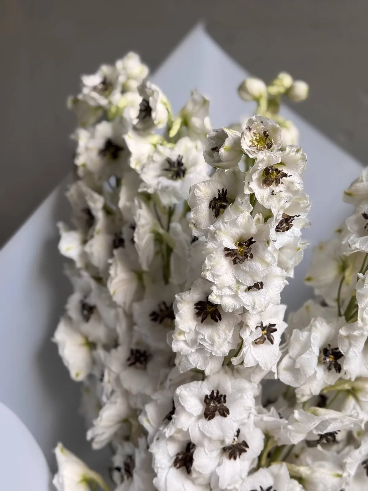 Монобукет необычного белоснежного дельфиниума сорта White Dark Bee — фото 3