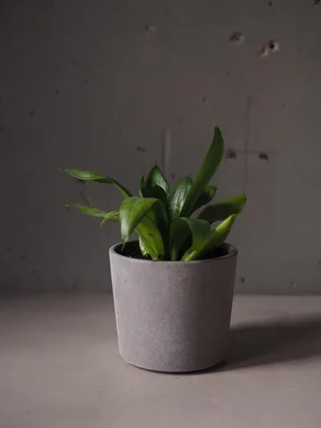 Сансеверия Hahnii Green