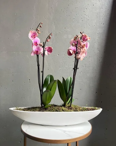 Орхидеи в кашпо