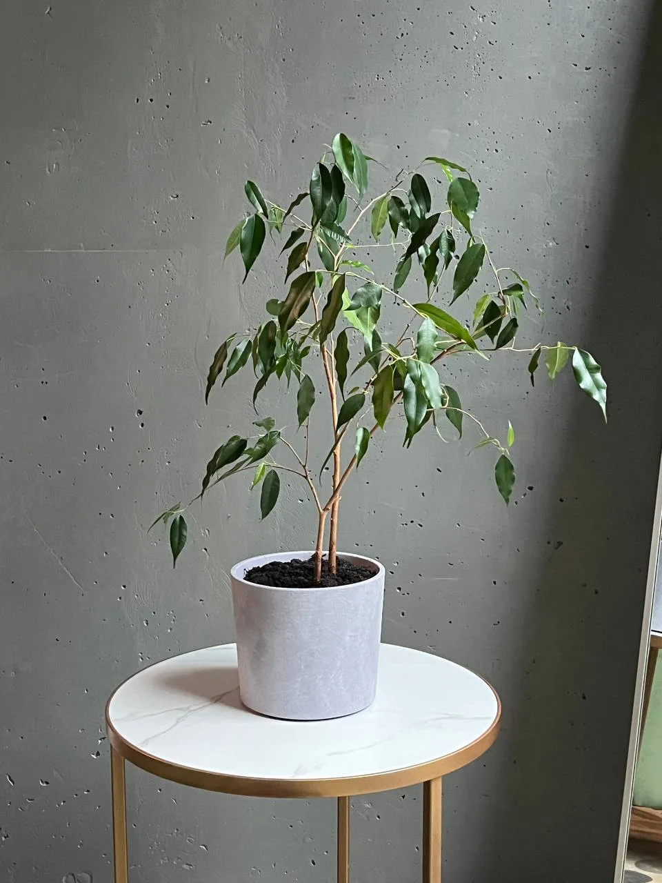 Фикус Benjamina