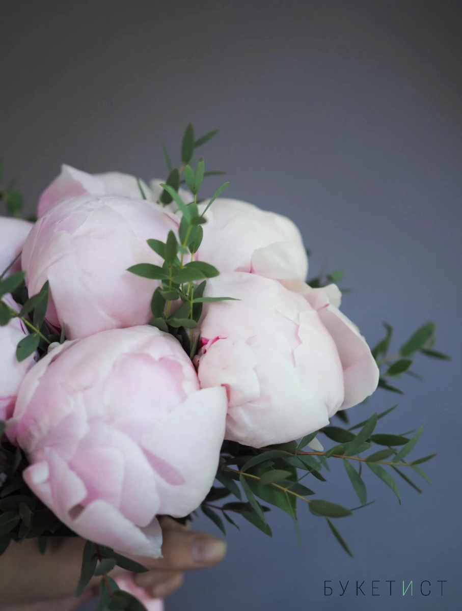 Букет невесты из нежно-розовых пионов сорта Сара Бернар и мелколистного эвкалипта