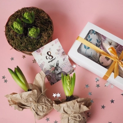 Комплимент горшечное растение гиацинт