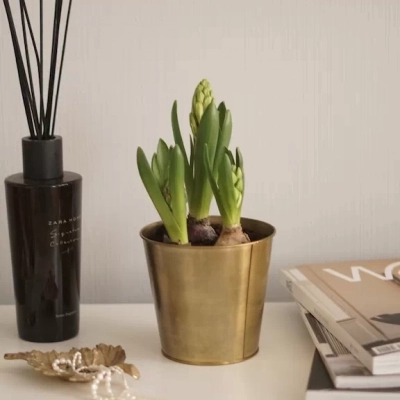 Гиацинты в металлическом кашпо