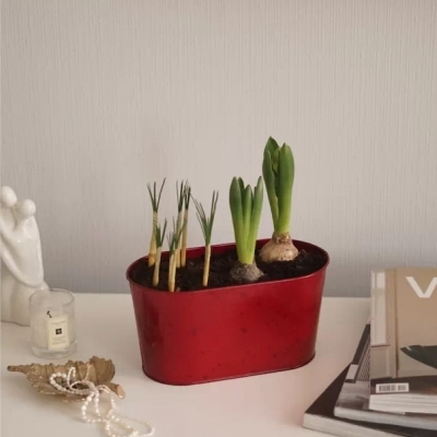 Композиция из крокусов и гиацинтов в металлическом кашпо