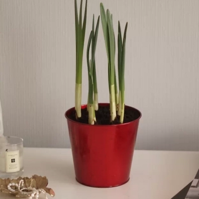 Крокусы в металлическом кашпо