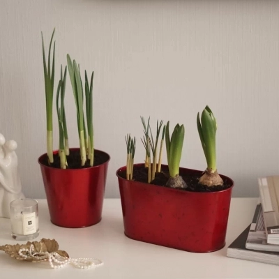 Крокусы в металлическом кашпо