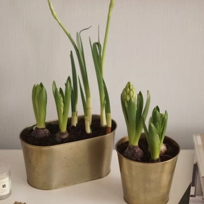 Гиацинты в металлическом кашпо