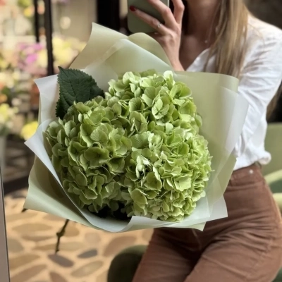 Пышный букет из гортензий сорта Verena Green