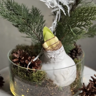 Новогодняя композиция с луковицей амариллиса в стеклянном кашпо