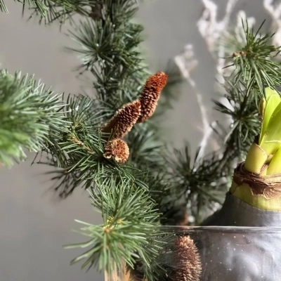 Композиция в квадратном кашпо с натуральными шишками и луковицей амариллиса