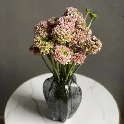 Букет из необычных ажурных ранукулюсов сорта Pon-Pon