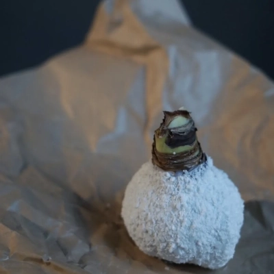 Заснеженная луковица амариллиса Заснеженная луковица амариллиса