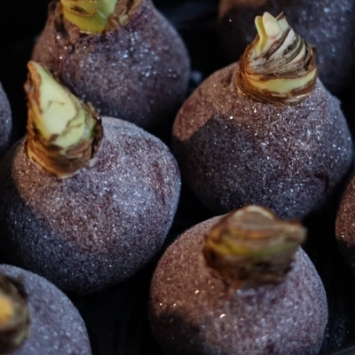 Луковица амариллиса Red Wine Луковица амариллиса Red Wine