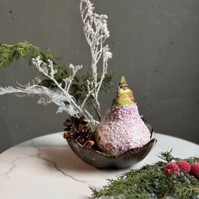 Композиция на блюде с луковицей амариллиса "Снежный покров"