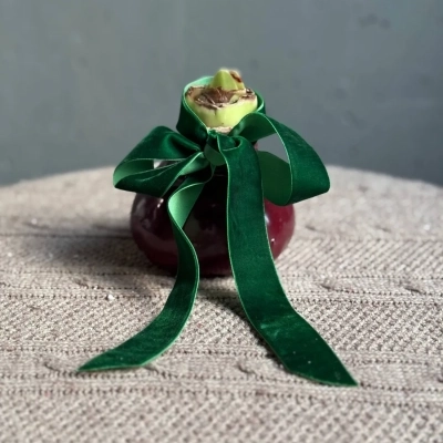 Луковица амариллиса Red Wine