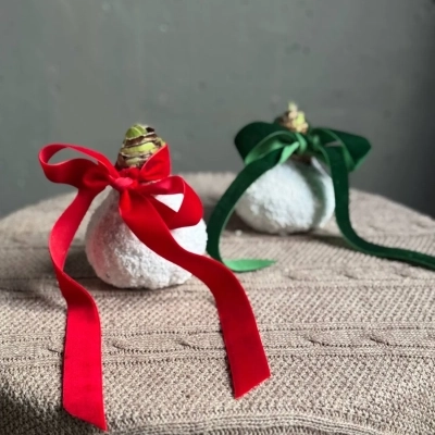 Заснеженная луковица амариллиса