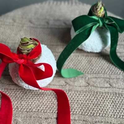 Заснеженная луковица амариллиса