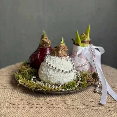 Композиция из луковиц амариллиса "Зимнее трио"