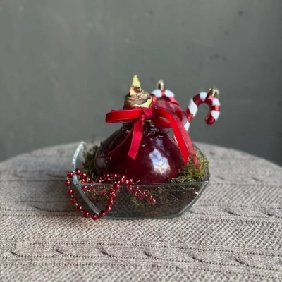 Композиция с луковицей амариллиса "Карамельный леденец"