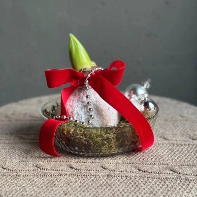 Композиция с луковицей амариллиса "Дед Мороз"