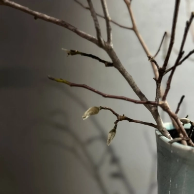 Пучок веток магнолии для декорирования интерьера Пучок веток магнолии для декорирования интерьера