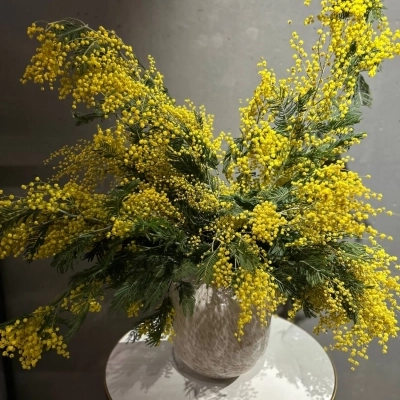 Охапка фермерской мимозы для декорирования интерьера Охапка фермерской мимозы для декорирования интерьера
