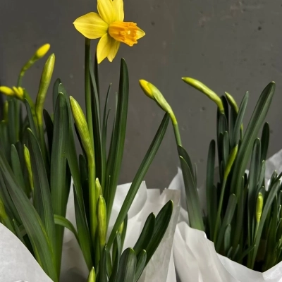 Аккуратная композиция из луковиц нарциссов