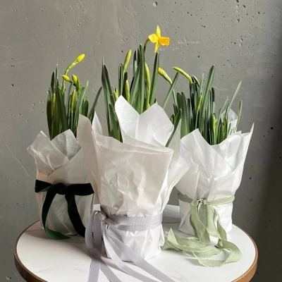 Аккуратная композиция из луковиц нарциссов