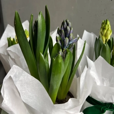 Композиция из трех луковиц гиацинтов