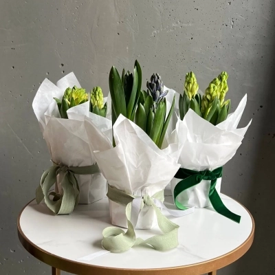 Композиция из трех луковиц гиацинтов