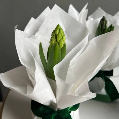 Композиция из луковицы гиацинта в белоснежной тишью