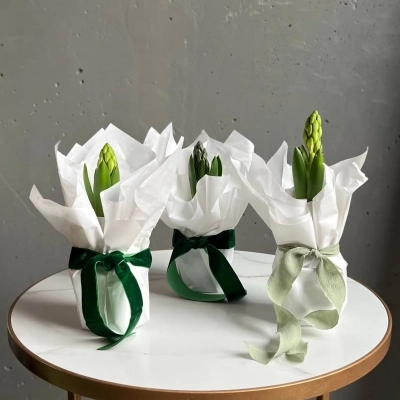 Композиция из луковицы гиацинта в белоснежной тишью
