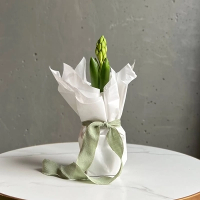 Гиацинт в луковице Гиацинт в луковице