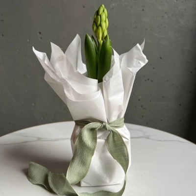 Гиацинт в луковице