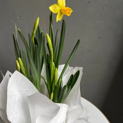 Луковичные нарциссы в горшочке