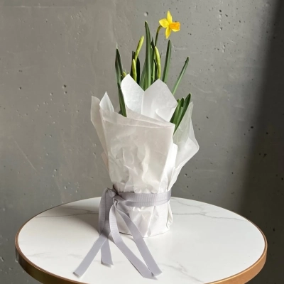 Луковичные нарциссы в горшочке