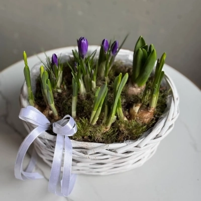 Весенняя композиция в корзине из луковиц первоцветов