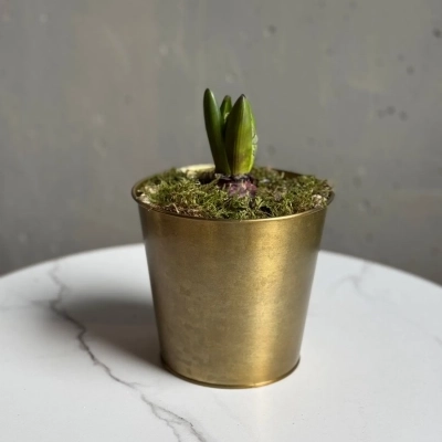 Луковица гиацинта в металлическом кашпо