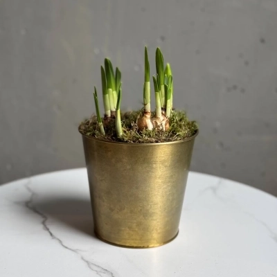 Композиция из луковиц нарциссов в металлическом кашпо