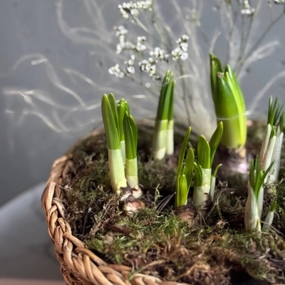 Гиацинт, нарциссы и ирисы в корзинке