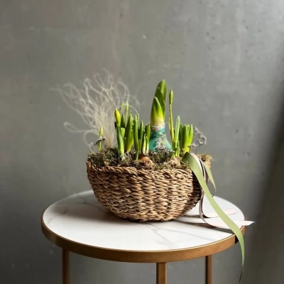 Луковица амариллиса и первоцветы в корзине