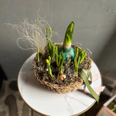 Луковица амариллиса и первоцветы в корзине