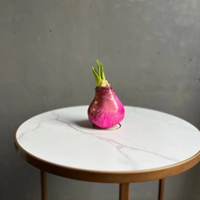 Луковица амариллиса в воске цвета фуксия