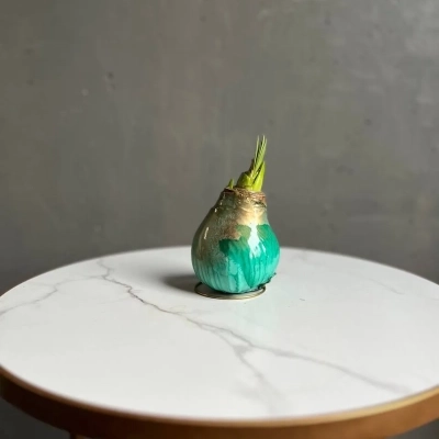 Луковица амариллиса в воске цвета бирюза Луковица амариллиса в воске цвета бирюза