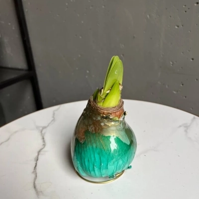 Луковица амариллиса в воске цвета бирюза