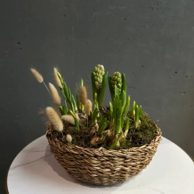 Композиция из первоцветов в плетеном кашпо с лагурусом