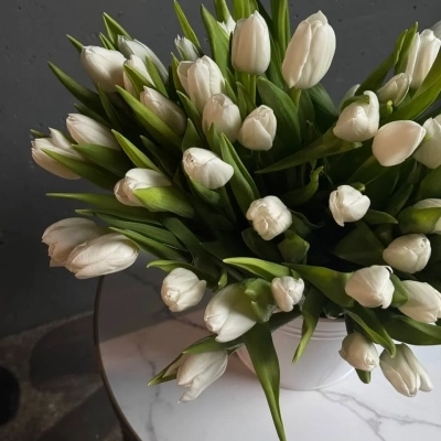 Охапка белых тюльпанов в ведре