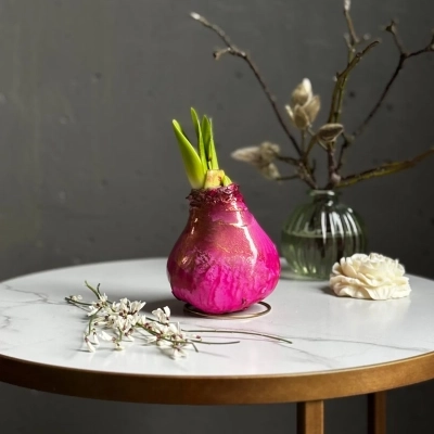 Луковица амариллиса в воске цвета фуксия