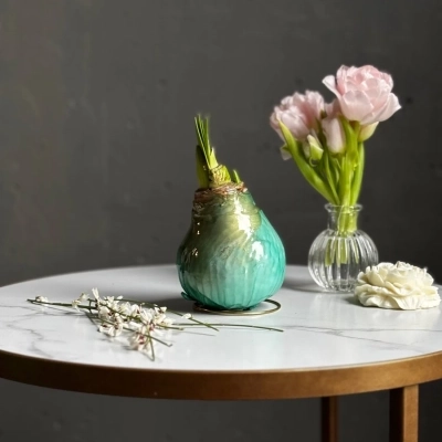 Луковица амариллиса в воске цвета бирюза Луковица амариллиса в воске цвета бирюза