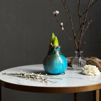 Луковица амариллиса в воске цвета лазурный Луковица амариллиса в воске цвета лазурный